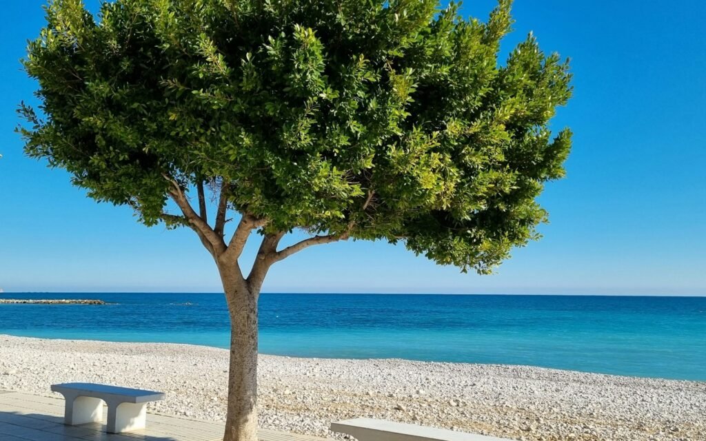 Un árbol y dos bancos en el paseo junto a una playa de cantos de Altea, sin gente y con el cielo despejado