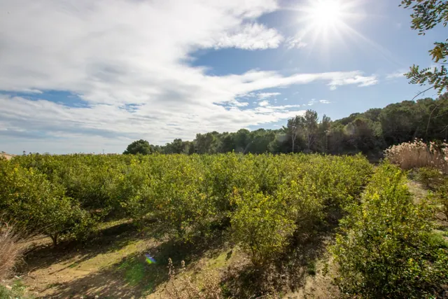 Agricultural estate in production in Altea: 6,800 m² with electricity and water, Altea